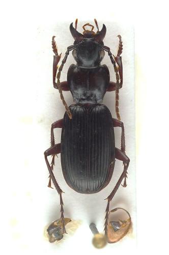 Réf. 362 084 : Pterostichus honnoratii